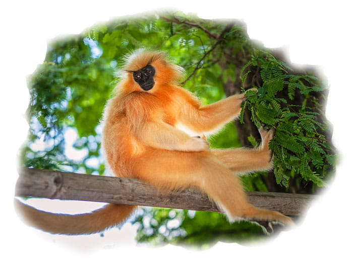 Golden Langur Zone