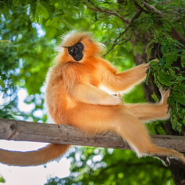 Golden Langur Zone