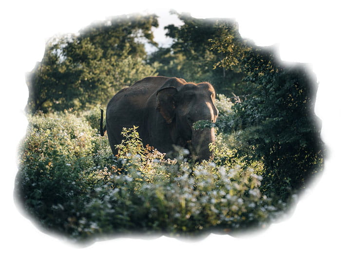 Raimona National Park