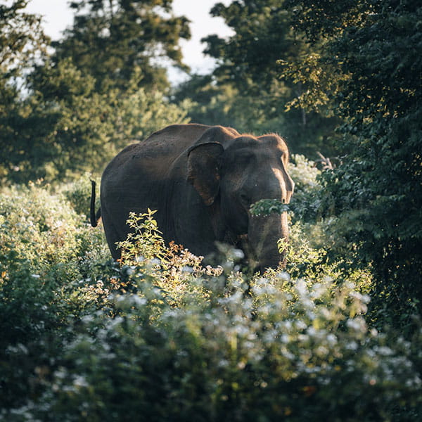 Raimona National Park