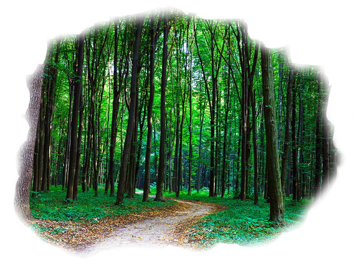 Ultapani Forest Range