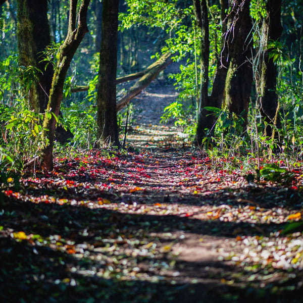 Ultapani Forest Range